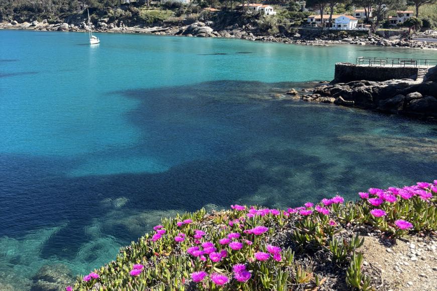 I fiori della macchia mediterranea a ridosso delle rocce di Sant'Andrea